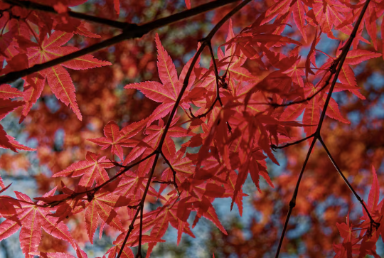 【検体回収サービス】実りの秋キャンペーン